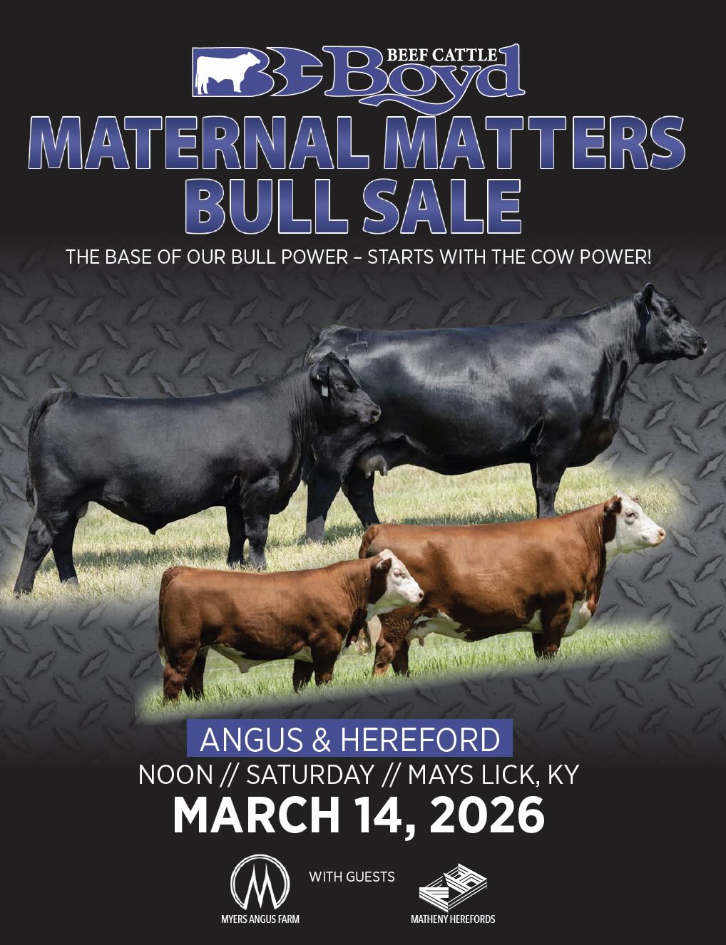 Boyd Beef Cattle Myers Matheny Hereford and Angus Bull Sale photo