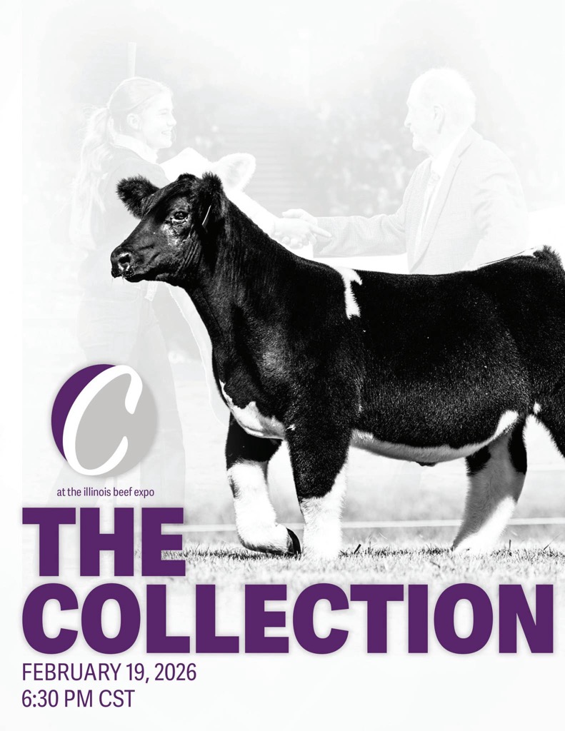 The Collection photo