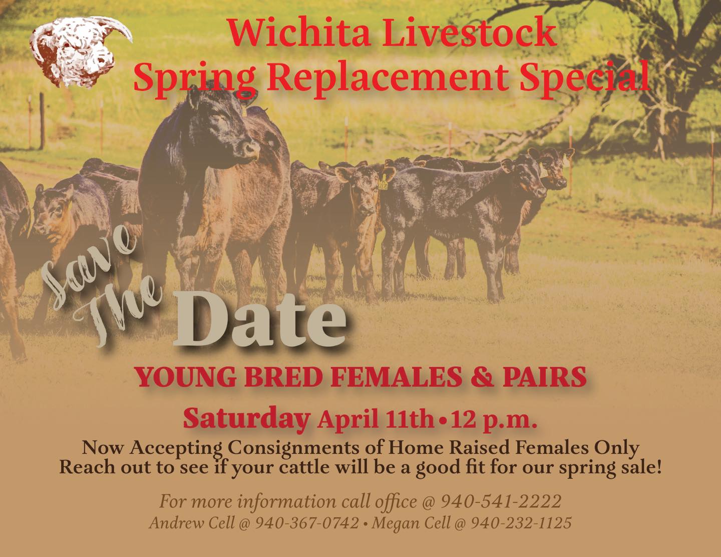 Wichita Livestock Special Female Replacement Sale photo