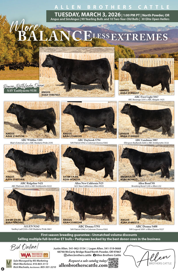 Allen Brothers Cattle Bull and Female Sale photo