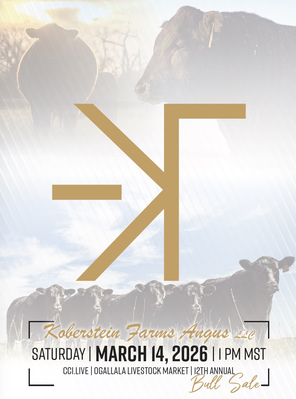 Koberstein Farms Angus Bull Sale photo