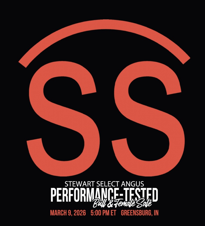 Stewart Select Angus Performance-Tested Bull & Female Sale photo