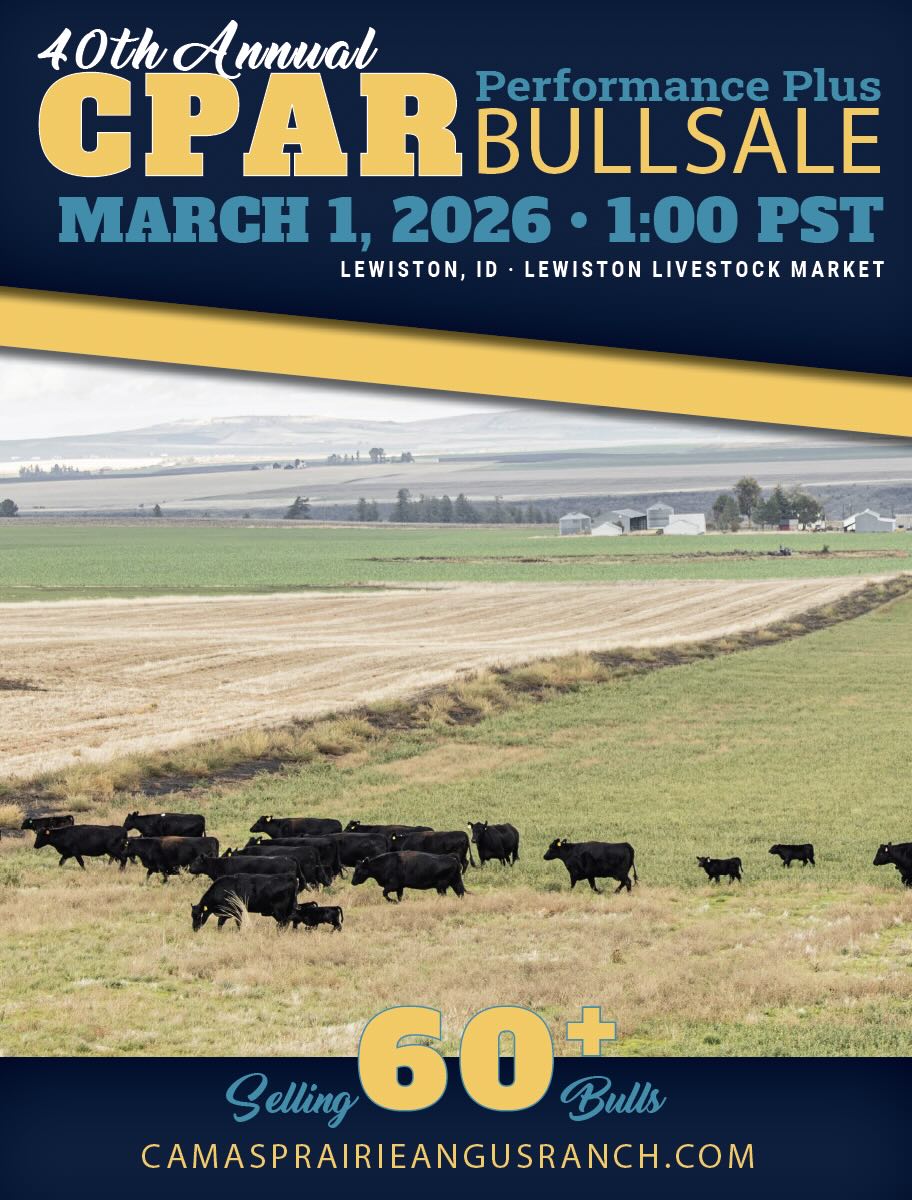 Camas Prairie Angus Ranch Performance Plus Bull Sale photo