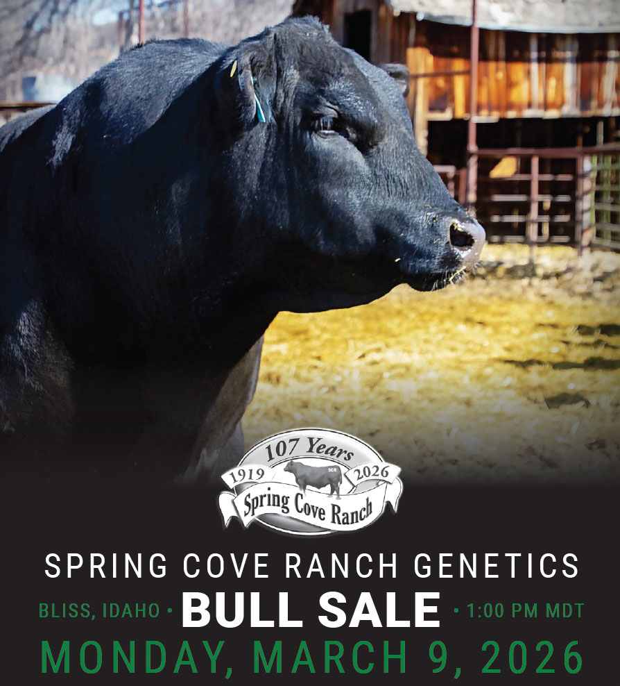 Spring Cove Ranch Angus Bull & Female Sale photo