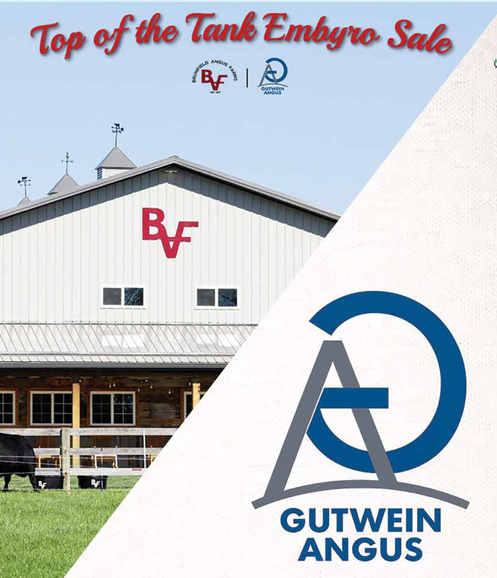 Brumfield Angus / Gutwein Angus Top of the Tank photo