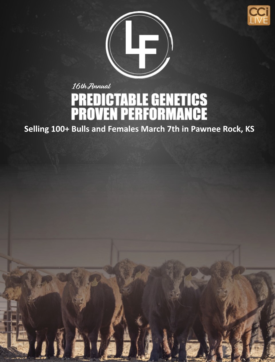 Loving Farms Bull and Female Sale photo