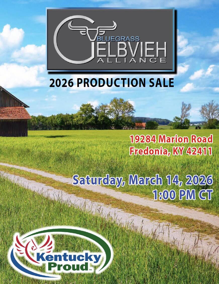 Bluegrass Gelbvieh Alliance Production Sale photo