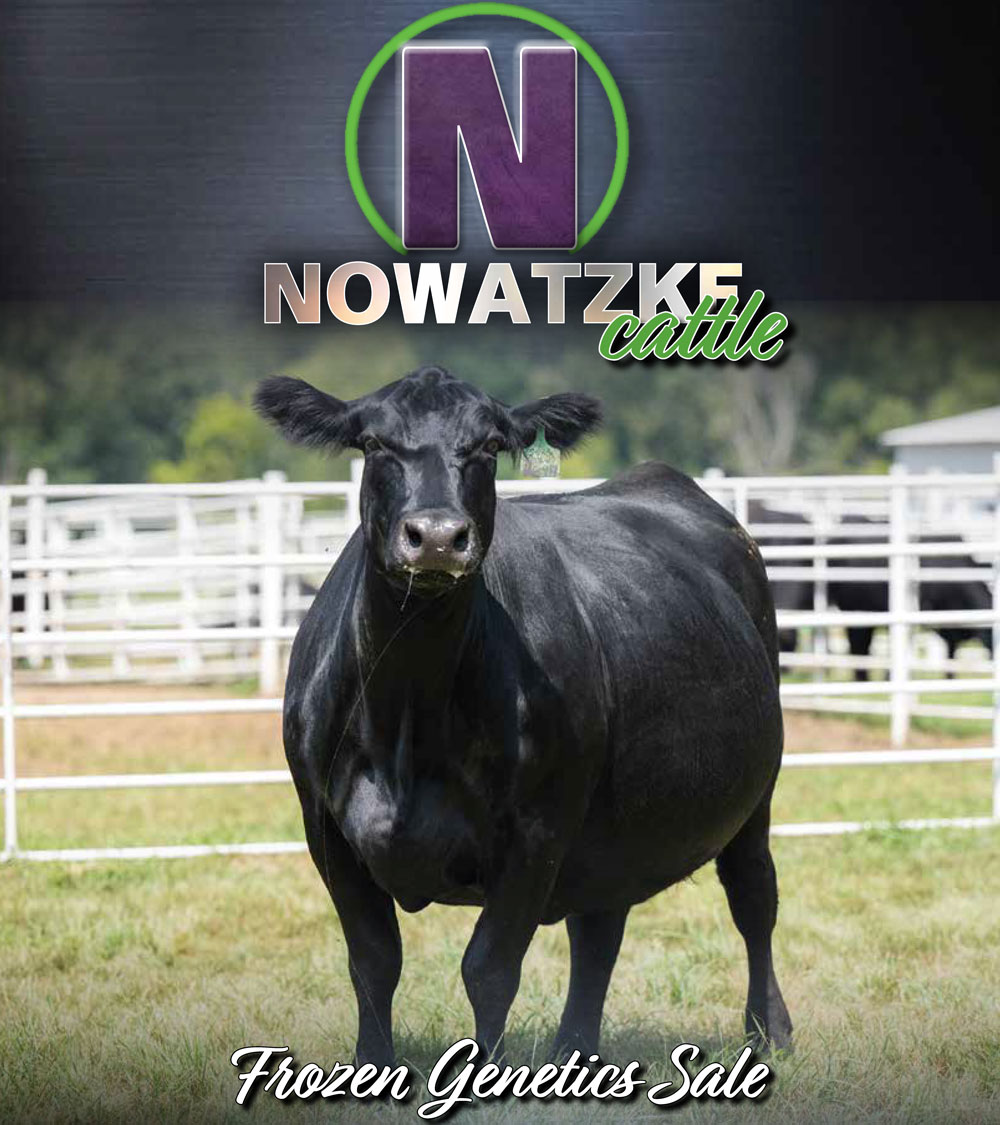 Nowatzke Cattle Company Frozen Genetics photo