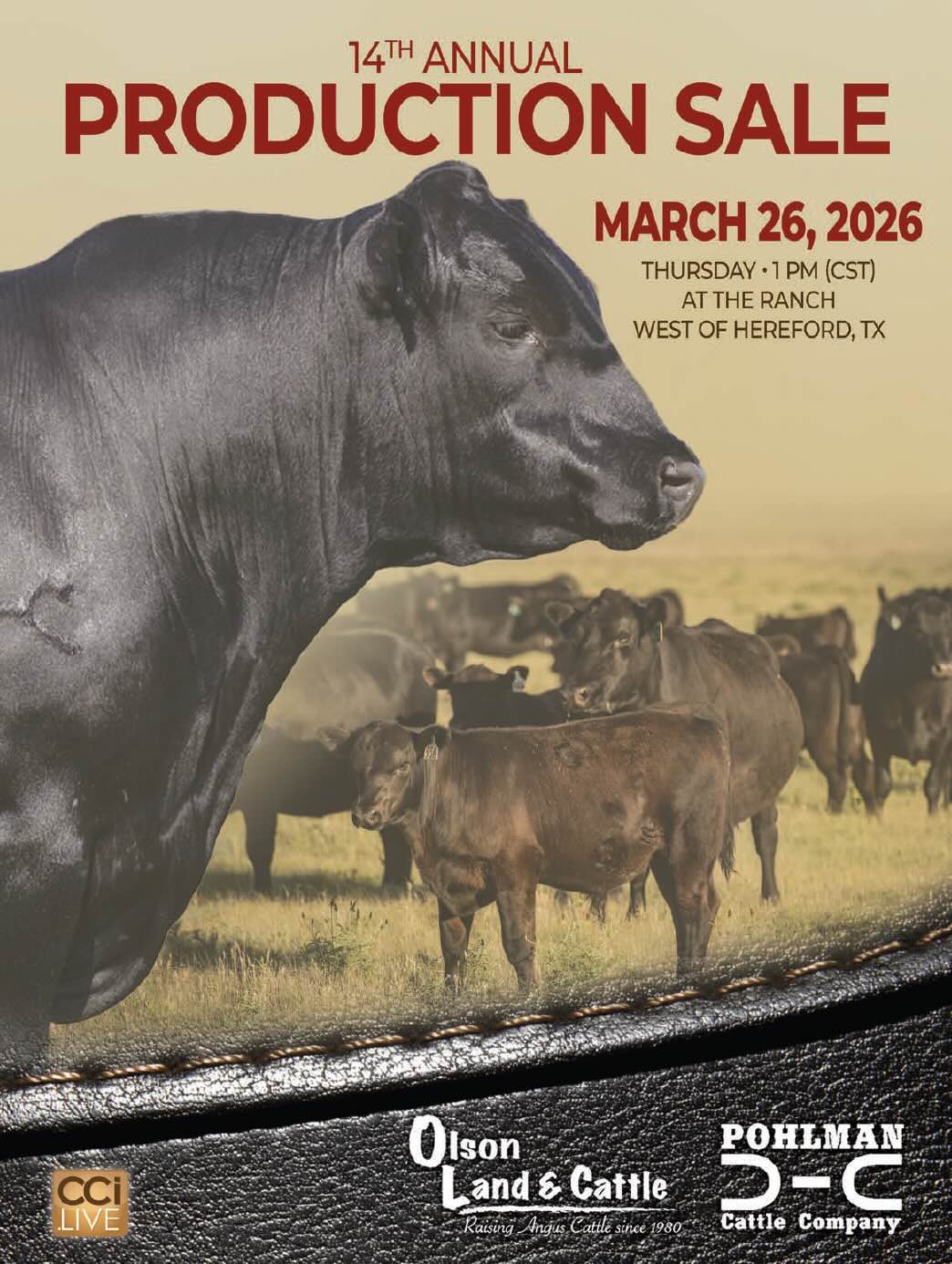 Olson & Pohlman Production Cattle Sale photo
