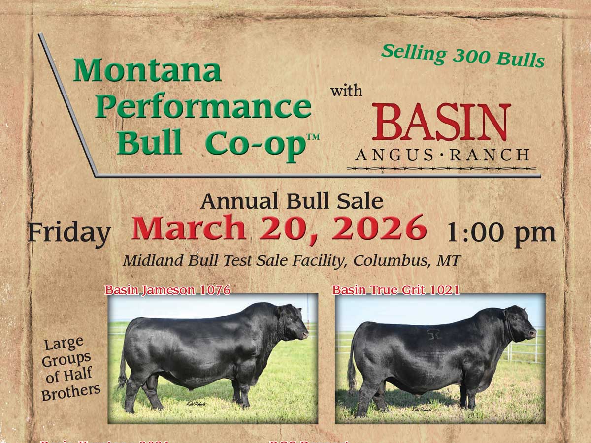 Montana Performance Bull Co-op with Basin Angus photo