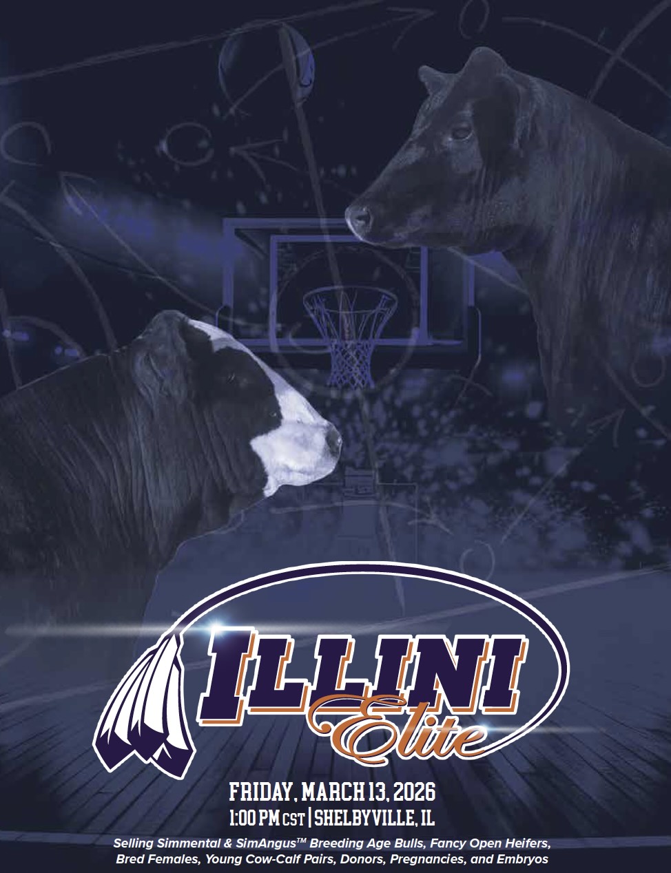 Illini Elite Spring Bull and Female Sale photo