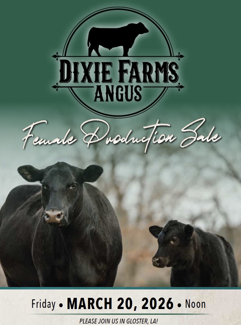 Dixie Farms Angus Female Production Sale photo