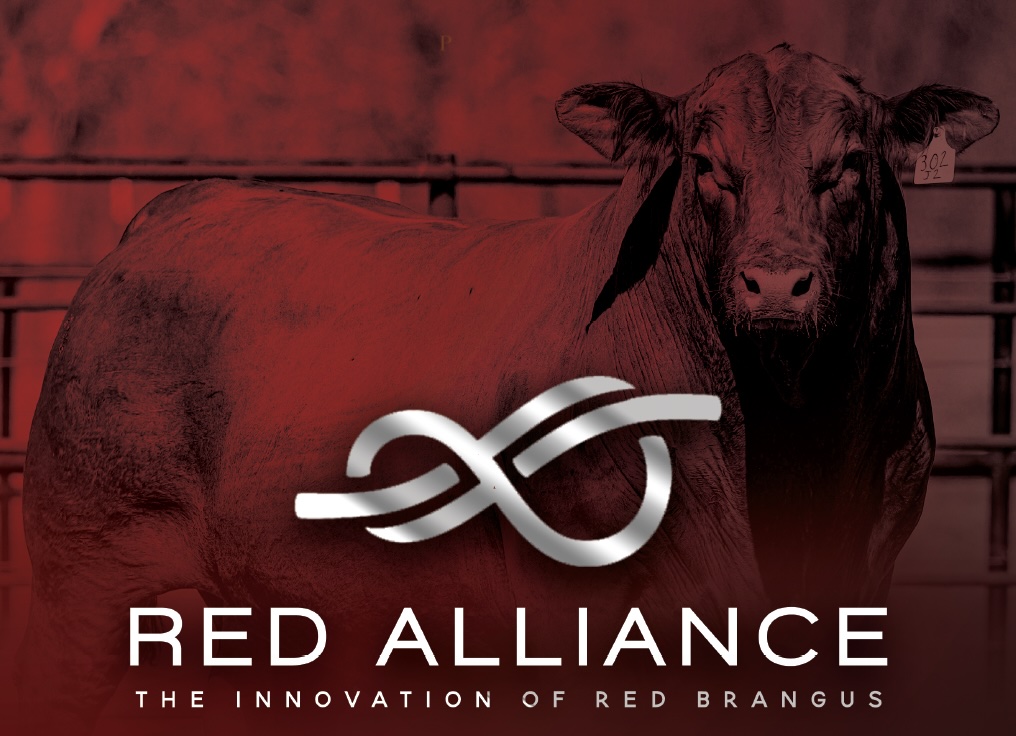 Red Alliance Red Brangus Sale photo