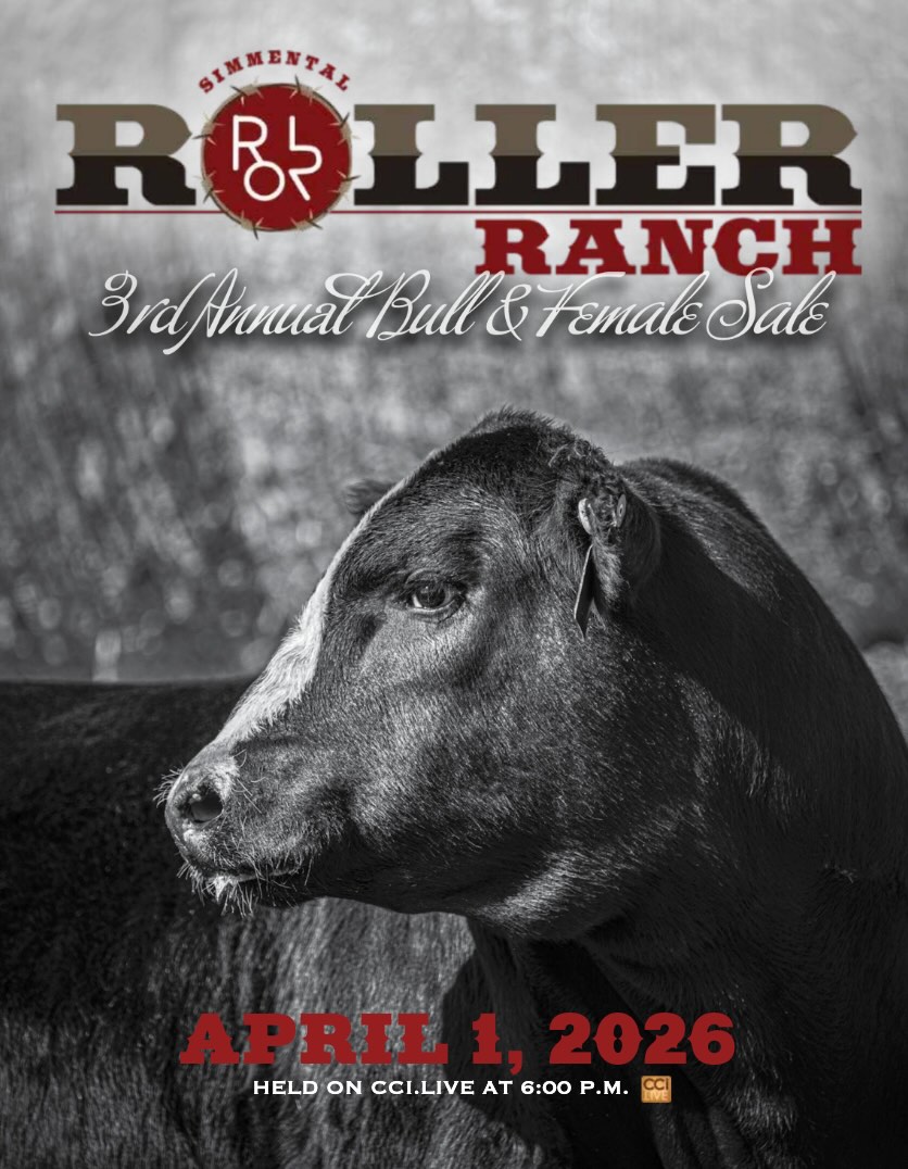 Roller Ranch Bull & Female Sale photo