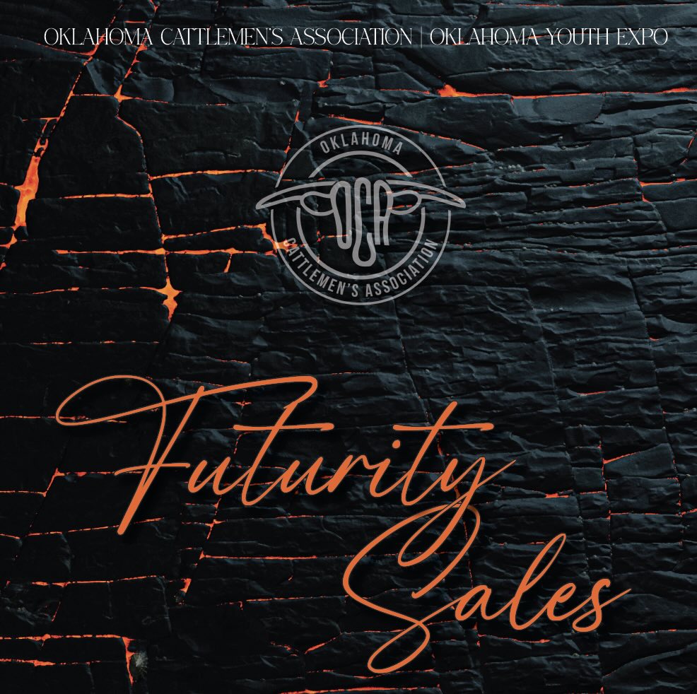 OYE OCA Steer Futurity Sale photo