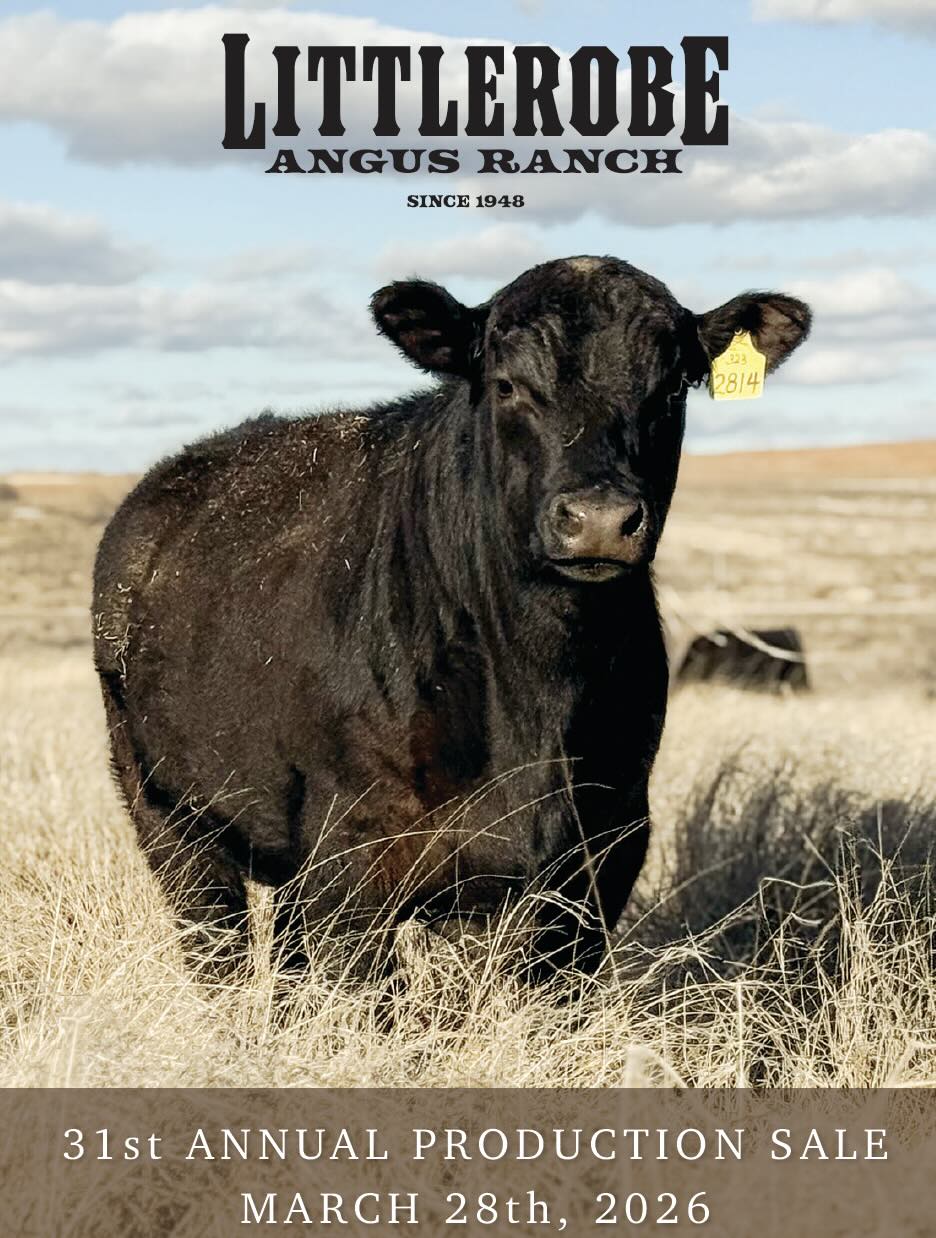 Littlerobe Angus Ranch Production Sale photo