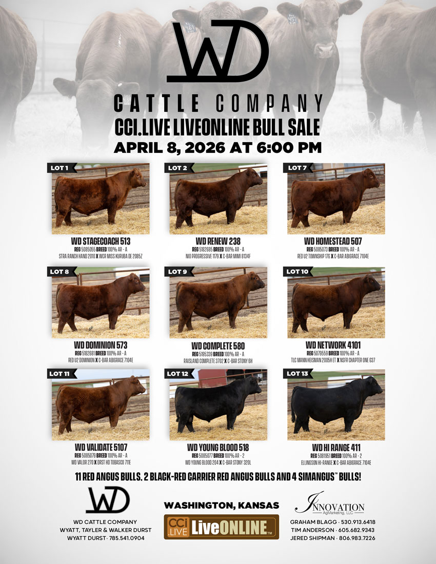 WD Cattle Co Red Angus Bull Sale photo