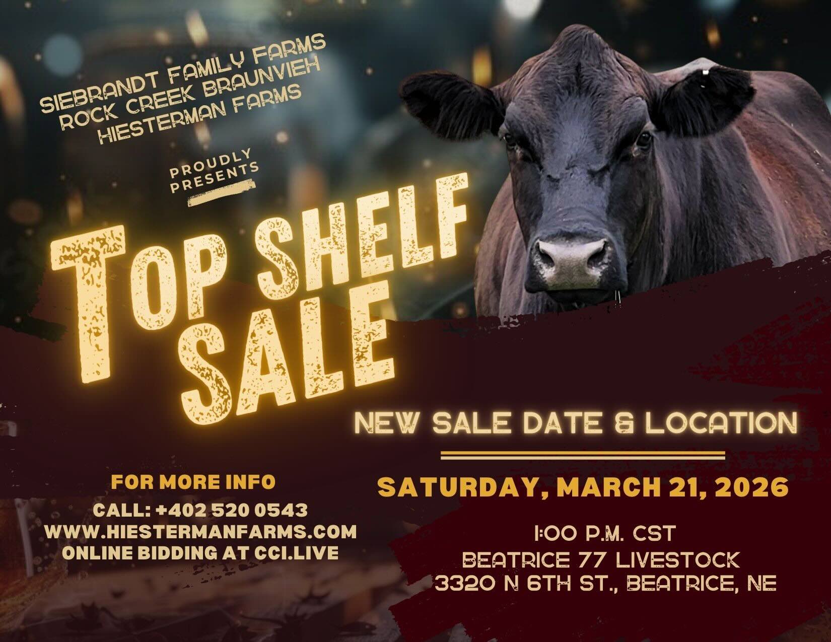 Top Shelf Sale Bull and Female Sale photo