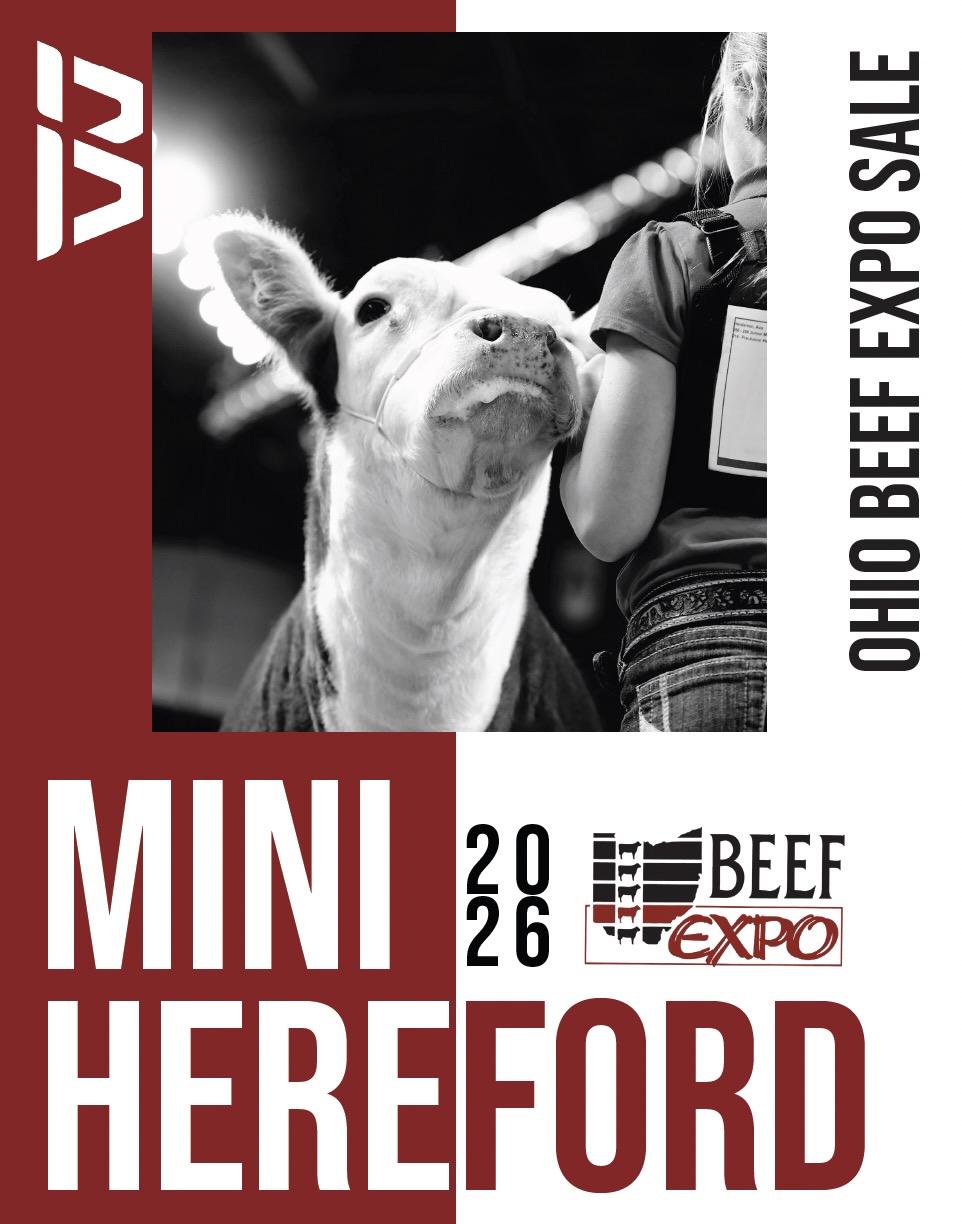 Ohio Beef Expo Mini Hereford Sale photo