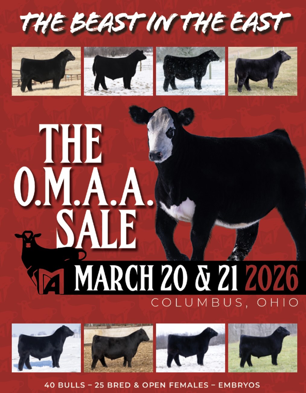 Ohio Beef Expo Maine Anjou photo