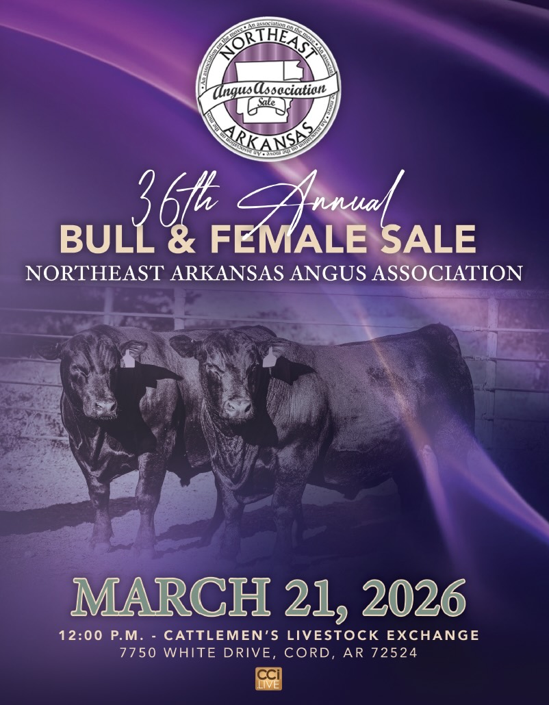 NE Arkansas Angus Bull & Female Spring Sale photo