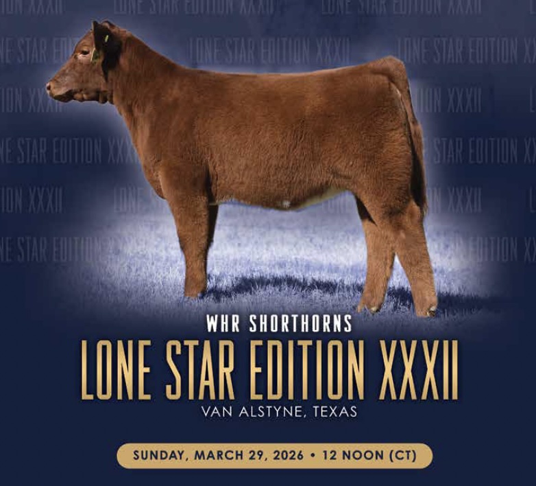 WHR Shorthorns Lone Star Edition XXXII photo
