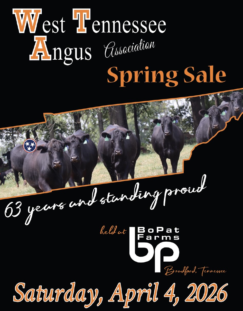 West Tennessee Angus Spring Sale photo