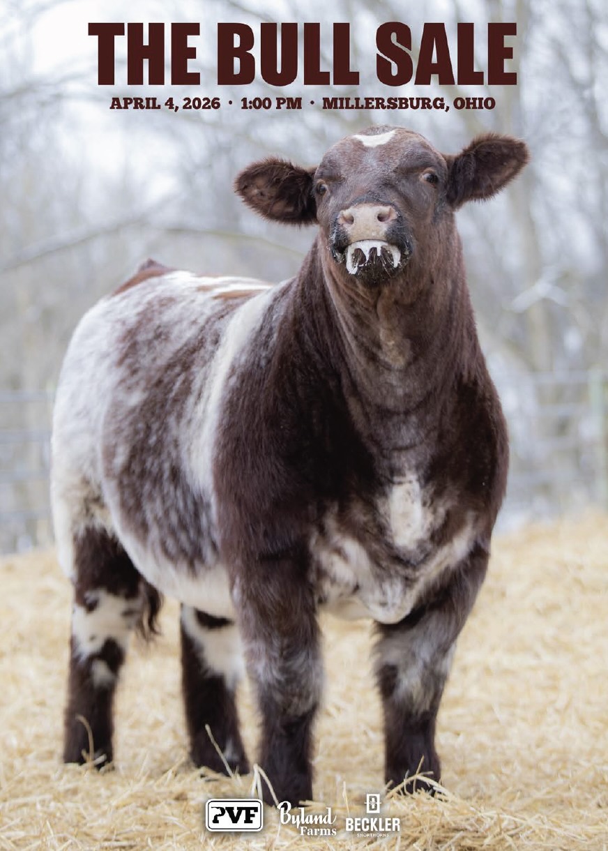 Paint Valley Farm Byland Farms Beckler Shorthorns Bull Sale photo