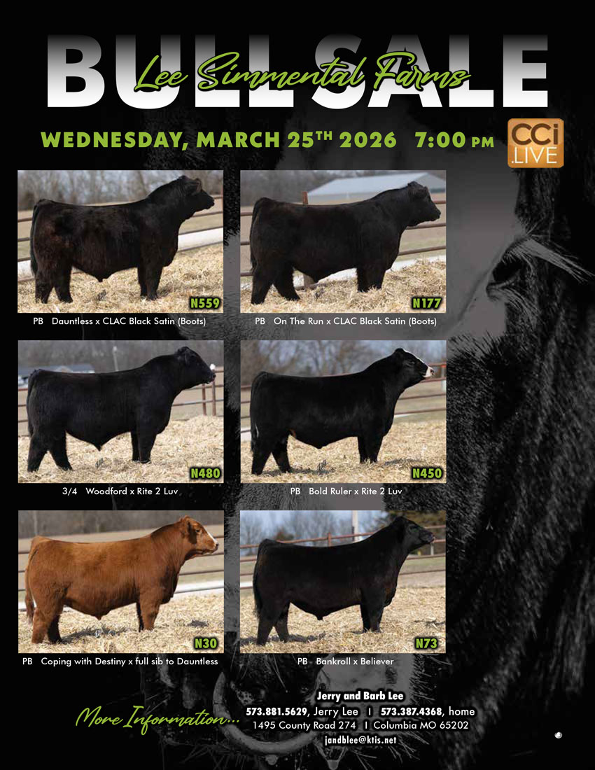 Lee Simmental Farms Bull Sale photo