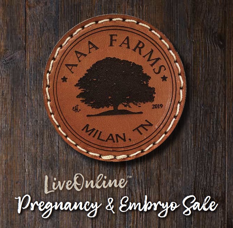 AAA Farms Pregnancy & Embryo Sale photo