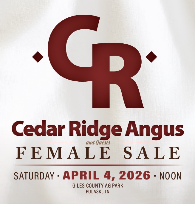 Cedar Ridge Angus & Guests Female Sale photo