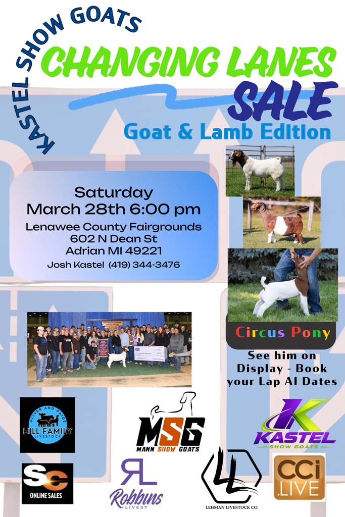 Kastel Show Goats Changing Lanes Sale: Goat & Lamb Edition photo