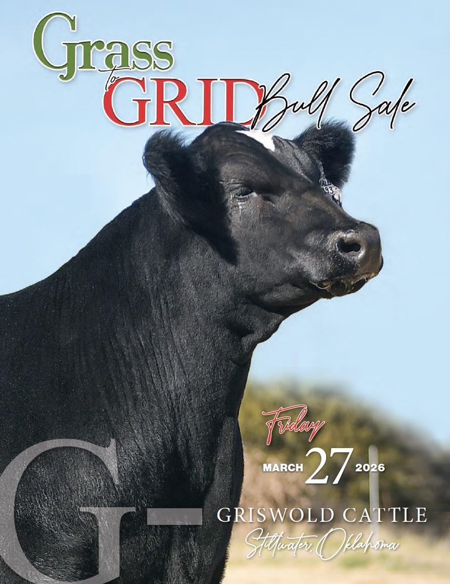 Griswold Cattle Grass to Grid Bull Sale photo