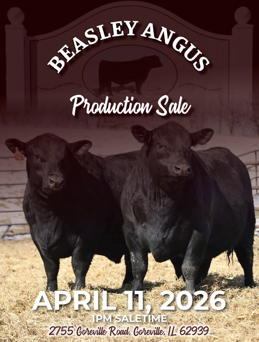 Beasley Angus Production Sale photo
