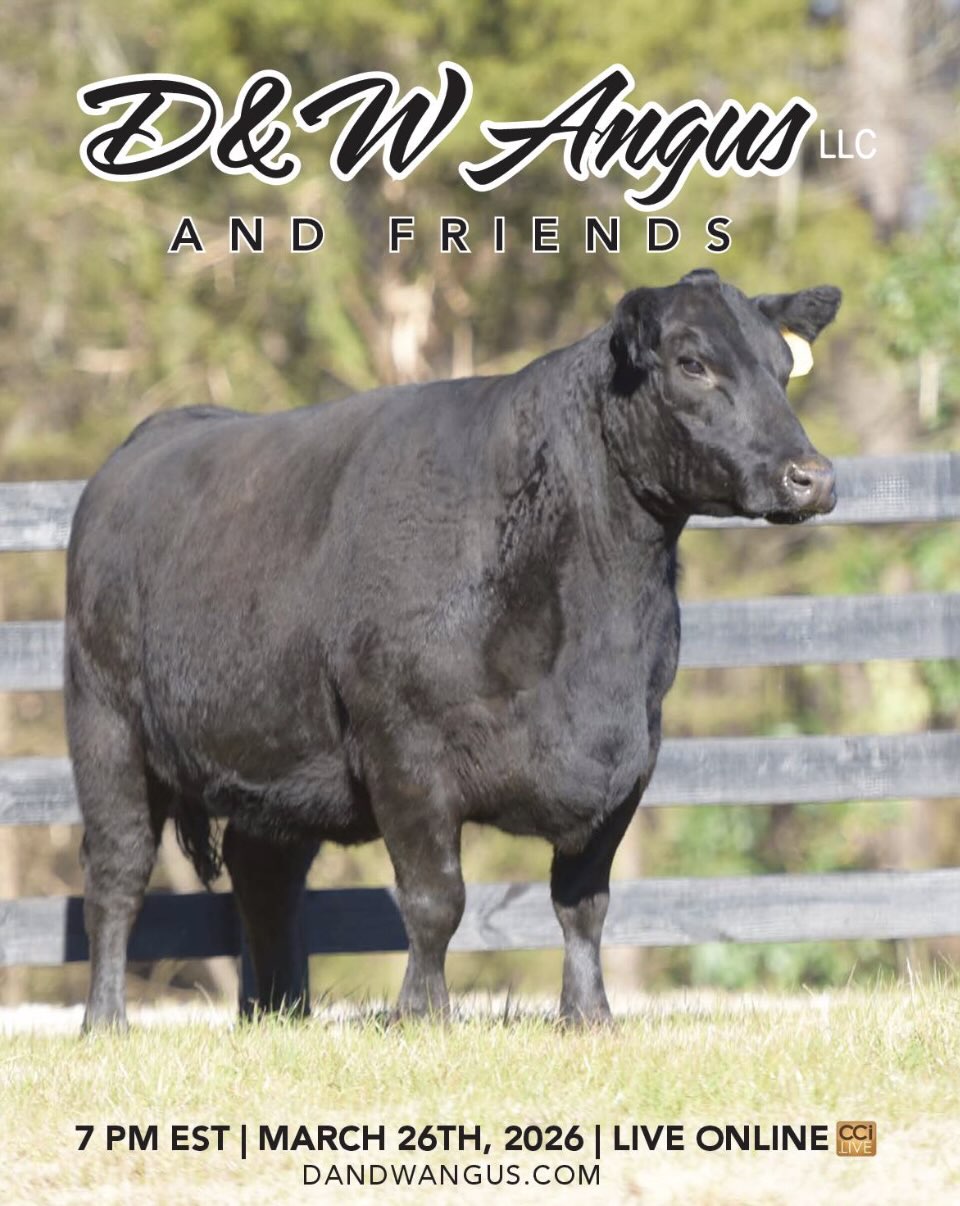 D&W Angus Production Sale photo