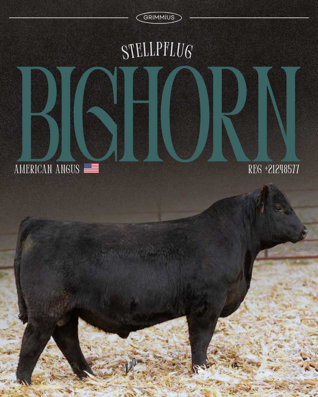 Grimmius Cattle STELLPFLUG BIGHORN Semen Sale photo