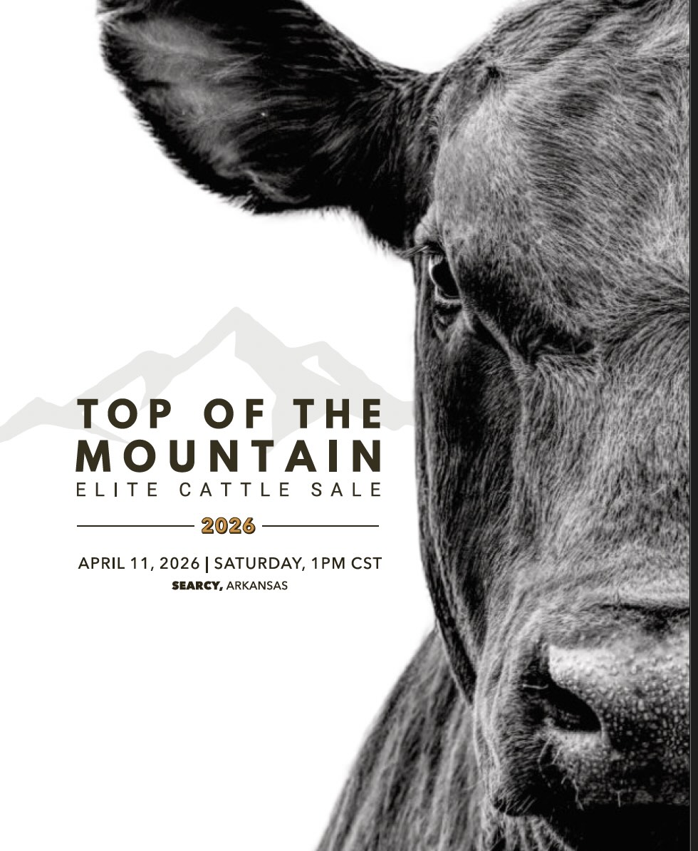 Top of the Mountain Elite Sale photo
