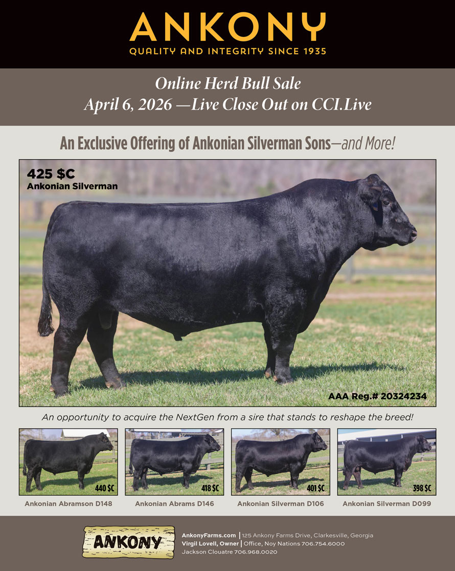 Ankony Herd Bull Sale photo