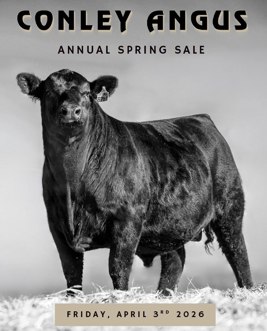 Conley Angus Bull Sale photo