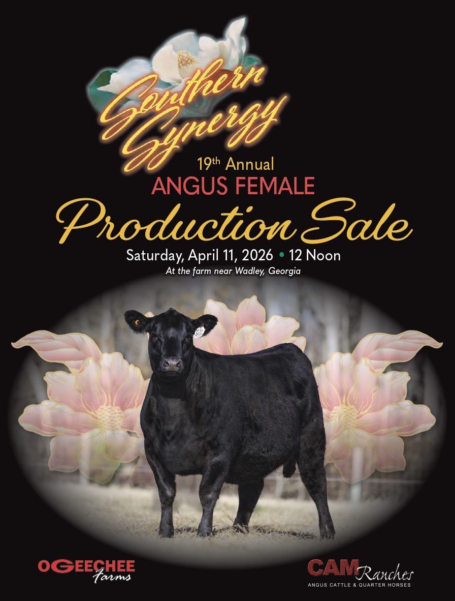 Southern Synergy Angus Production Sale photo