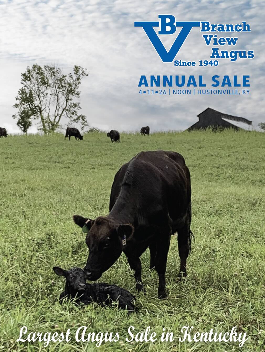 Branch View Angus photo