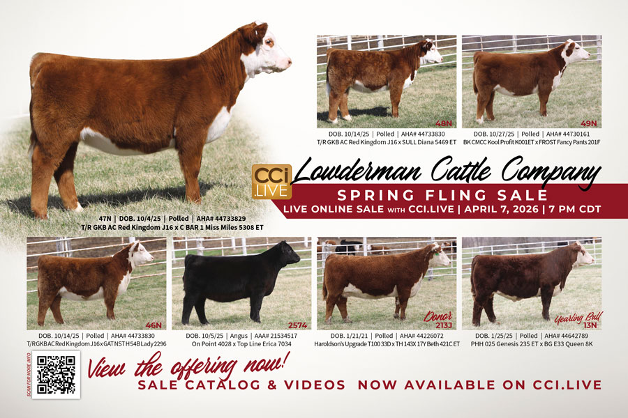 Lowderman Cattle Co. Fall Born Sale photo
