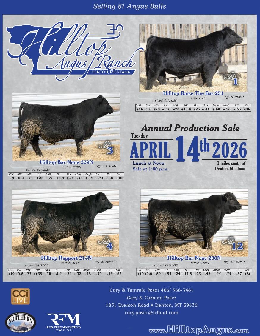 Hilltop Angus Ranch Production Sale photo