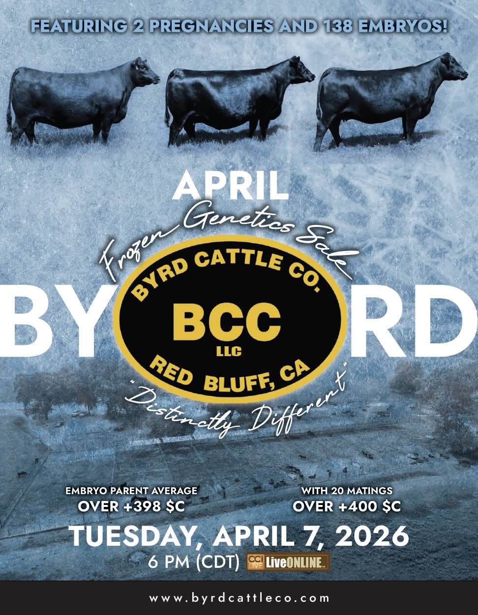 Byrd Cattle Co April Embryo Sale photo