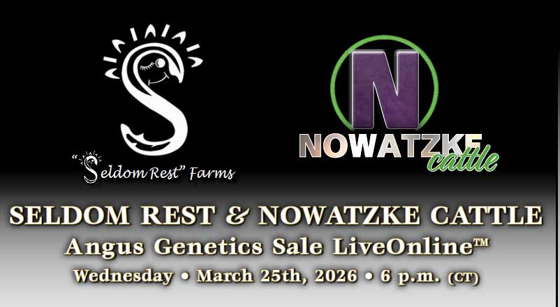 Seldom Rest & Nowatzke Cattle Female & Genetics Sale photo