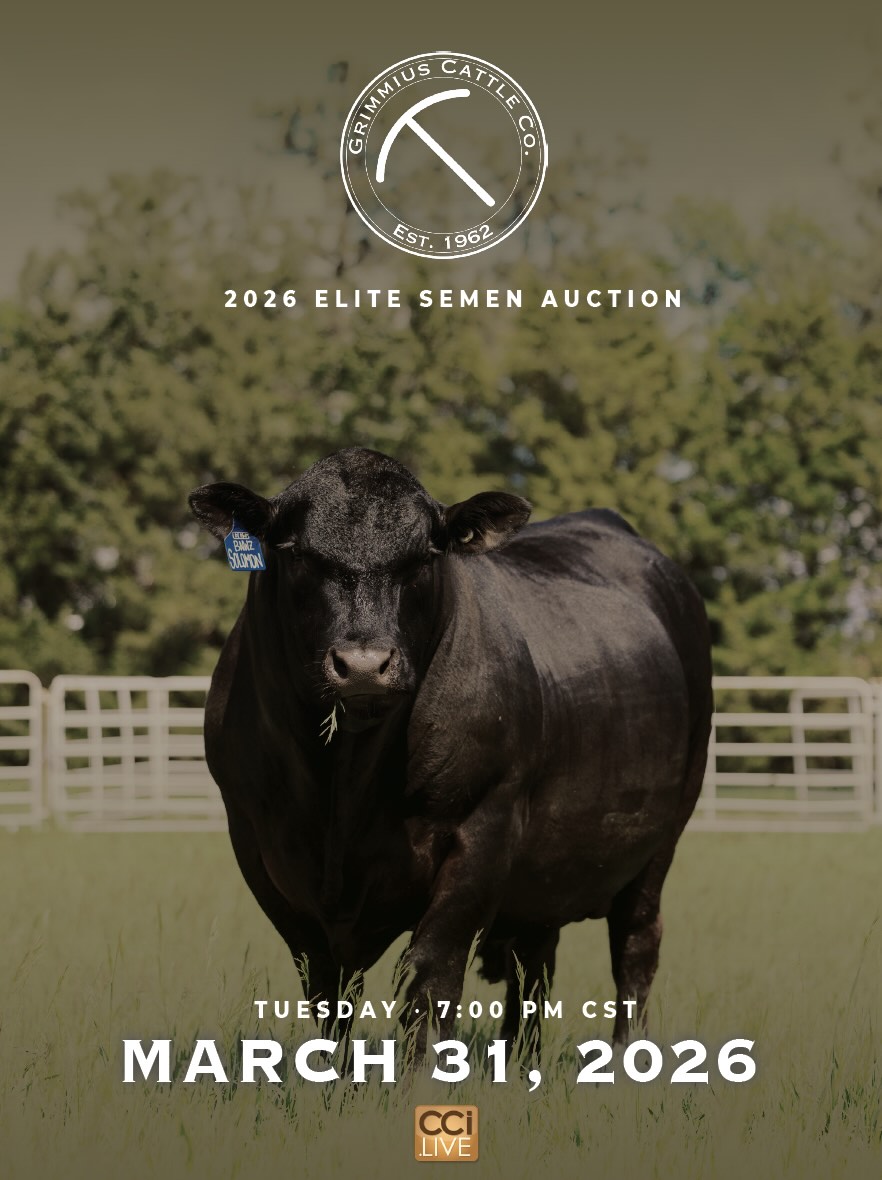 Grimmius Cattle Co March Elite Semen Auction photo