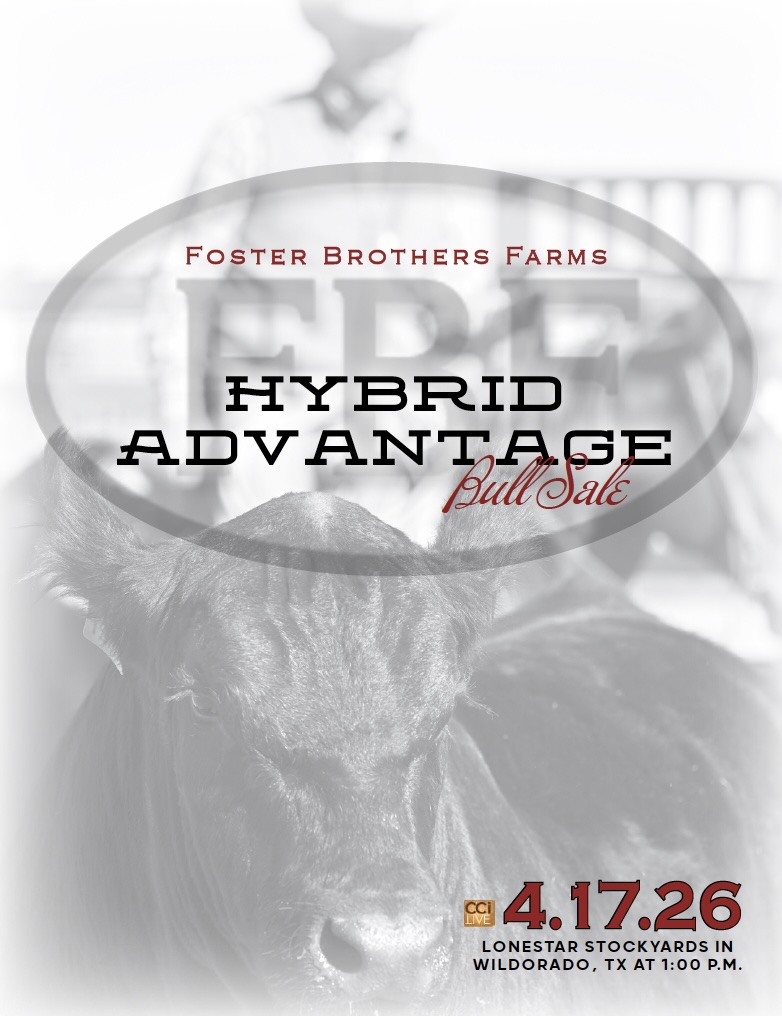 Foster Brothers Farms "Hybrid Advantage" Bull Sale photo