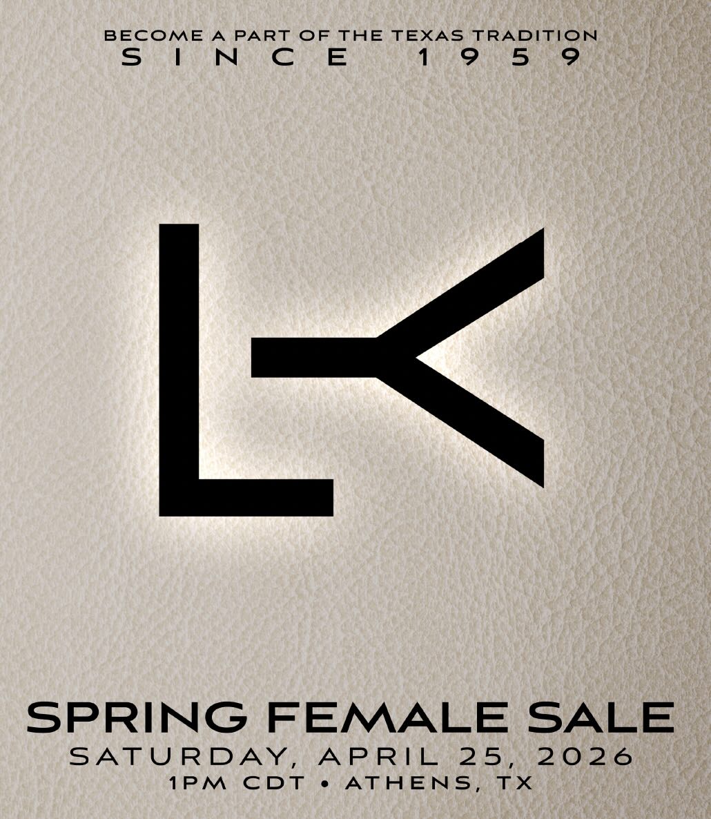 Lesikar Ranch Spring Female Sale photo