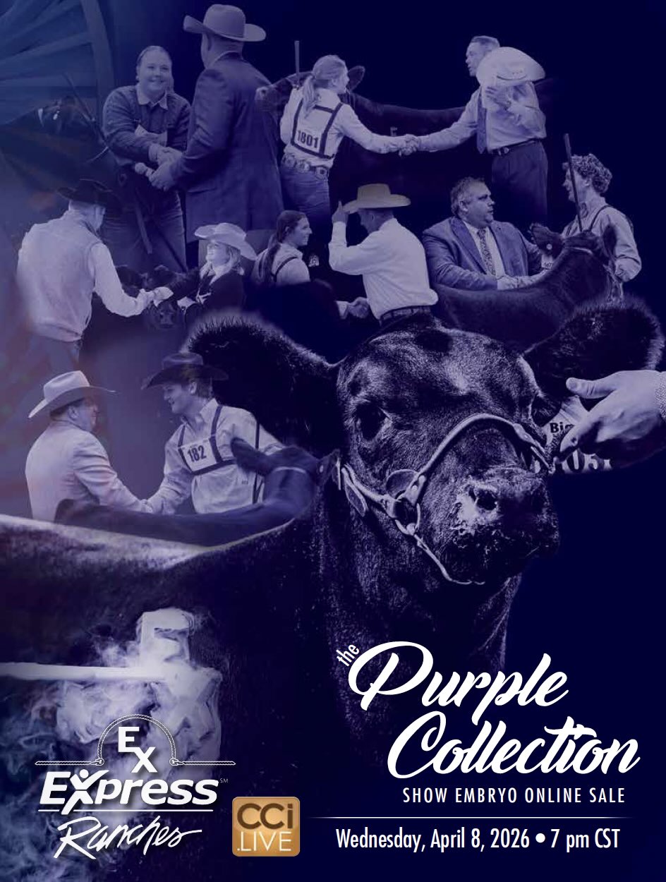 Express Ranches Show Embryo Sale photo