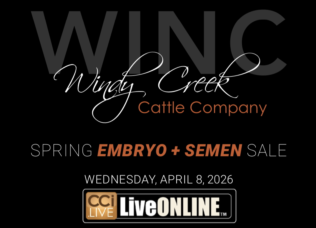 Windy Creek Cattle Company Spring Embryo + Semen photo